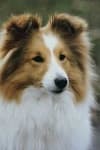 Sample 5 – Collie