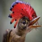 Sample 6 – Royal flycatcher