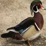 Sample 4 – Wood duck