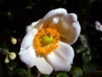 Sample 5 – Japanese anemone