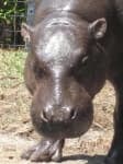 Sample 4 – Hippopotamus