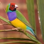 Finch image dataset preview