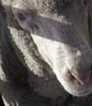Sample 4 – Animal face