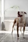 Sample 4 – American pit bull terrier