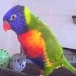 Sample 2 – Rainbow lorikeet