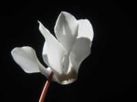 Sample 2 – Cyclamen
