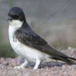 Sample 6 – Common house martin
