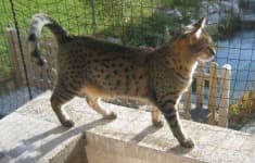 Sample 3 – Egyptian mau