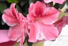 Sample 1 – Azalea
