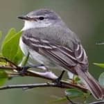 Sample 2 – Couchs kingbird