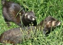Sample 2 – Polecat