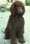 Sample 2 – Irish water spaniel