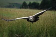 Sample 4 – Vulture