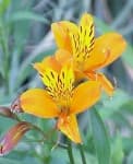 Sample 1 – Peruvian lily