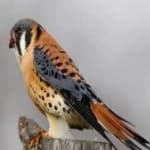 Sample 6 – American kestrel