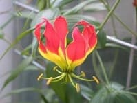 Sample 3 – Fire lily