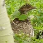 Sample 2 – Blue grouse