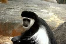 Sample 4 – Colobus