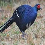 Sample 12 – Mikado pheasant