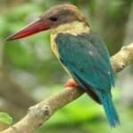 Sample 1 – Stork billed kingfisher
