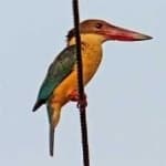 Sample 6 – Stork billed kingfisher