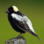 Sample 1 – Bobolink