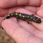Sample 6 – Spotted salamander