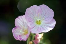 Sample 4 – Pink primrose