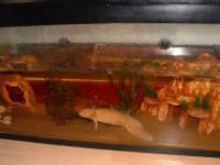 Sample 2 – Axolotl