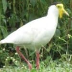 Sample 4 – Masked lapwing