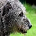 Sample 4 – Irish wolfhound