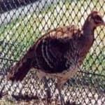 Sample 7 – Elliots pheasant