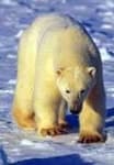 Sample 6 – Ice bear