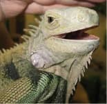 Sample 6 – Common iguana