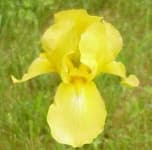 Sample 3 – Bearded iris