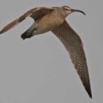 Sample 6 – Whimbrel
