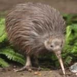 Sample 17 – Bird kiwi