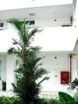 Sample 2 – Palm tree