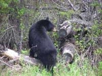 Sample 5 – American black bear