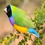 Sample 3 – Gouldian finch