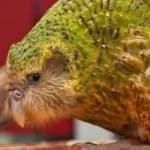 Sample 3 – Kakapo