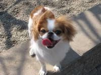 Sample 1 – Japanese chin