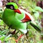 Sample 2 – Green magpie