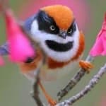 Sample 2 – Black throated bushtit