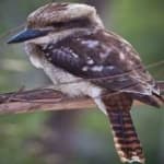Sample 5 – Kookaburra