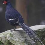 Sample 15 – Mikado pheasant