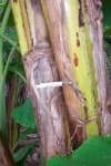 Sample 4 – Syringe