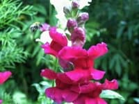 Sample 4 – Snapdragon