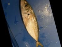 Sample 5 – Hourse mackerel