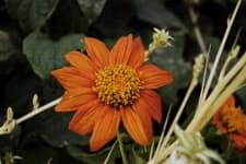 Sample 4 – Orange dahlia